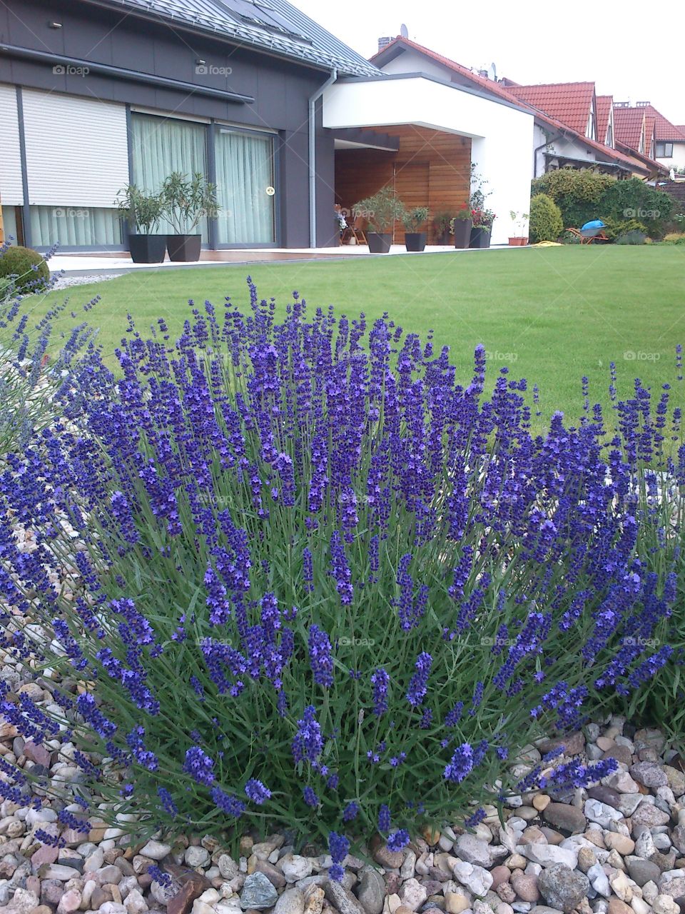 Lavender in the courtyard