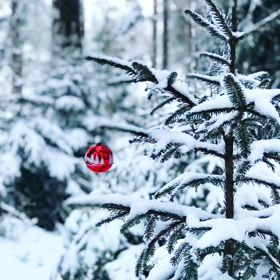 Christmas outside 