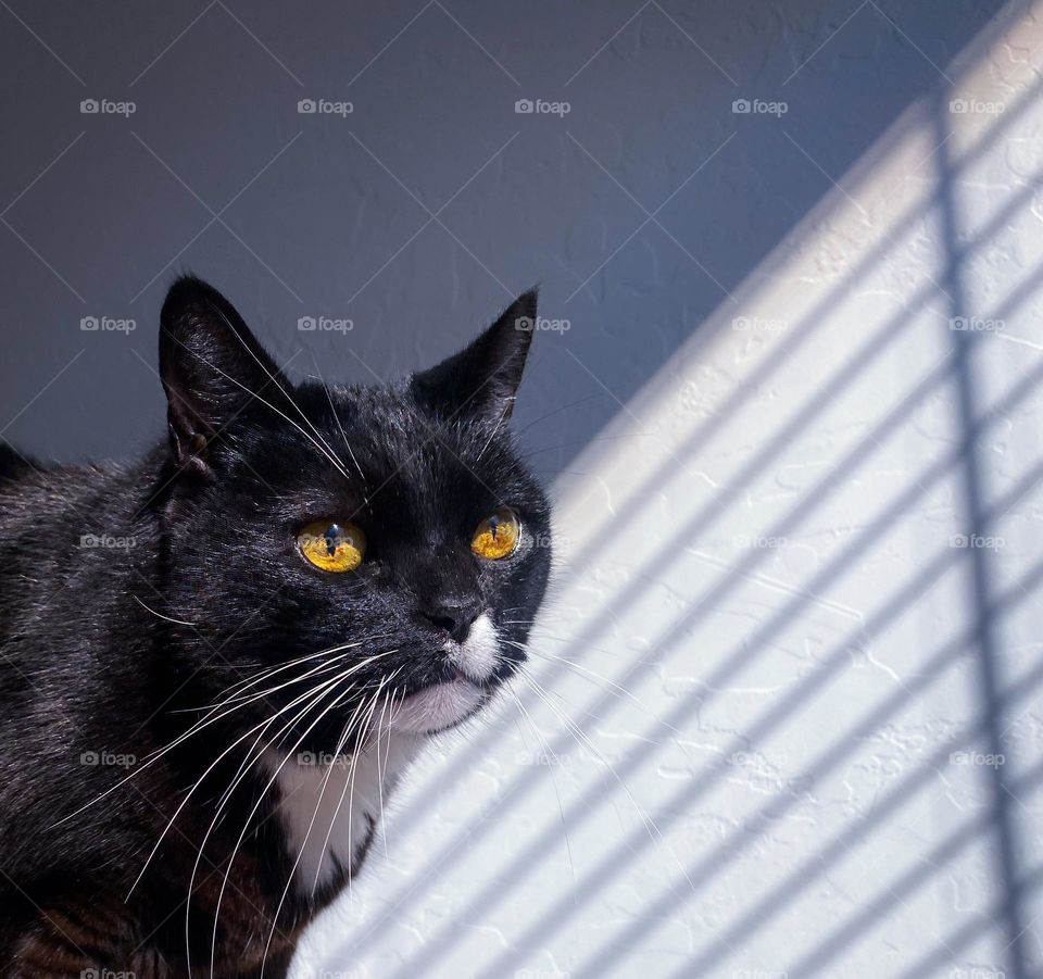 Black cat walking through shadow and light
