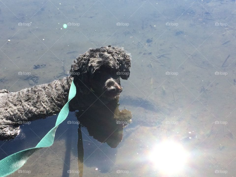 Dog in water