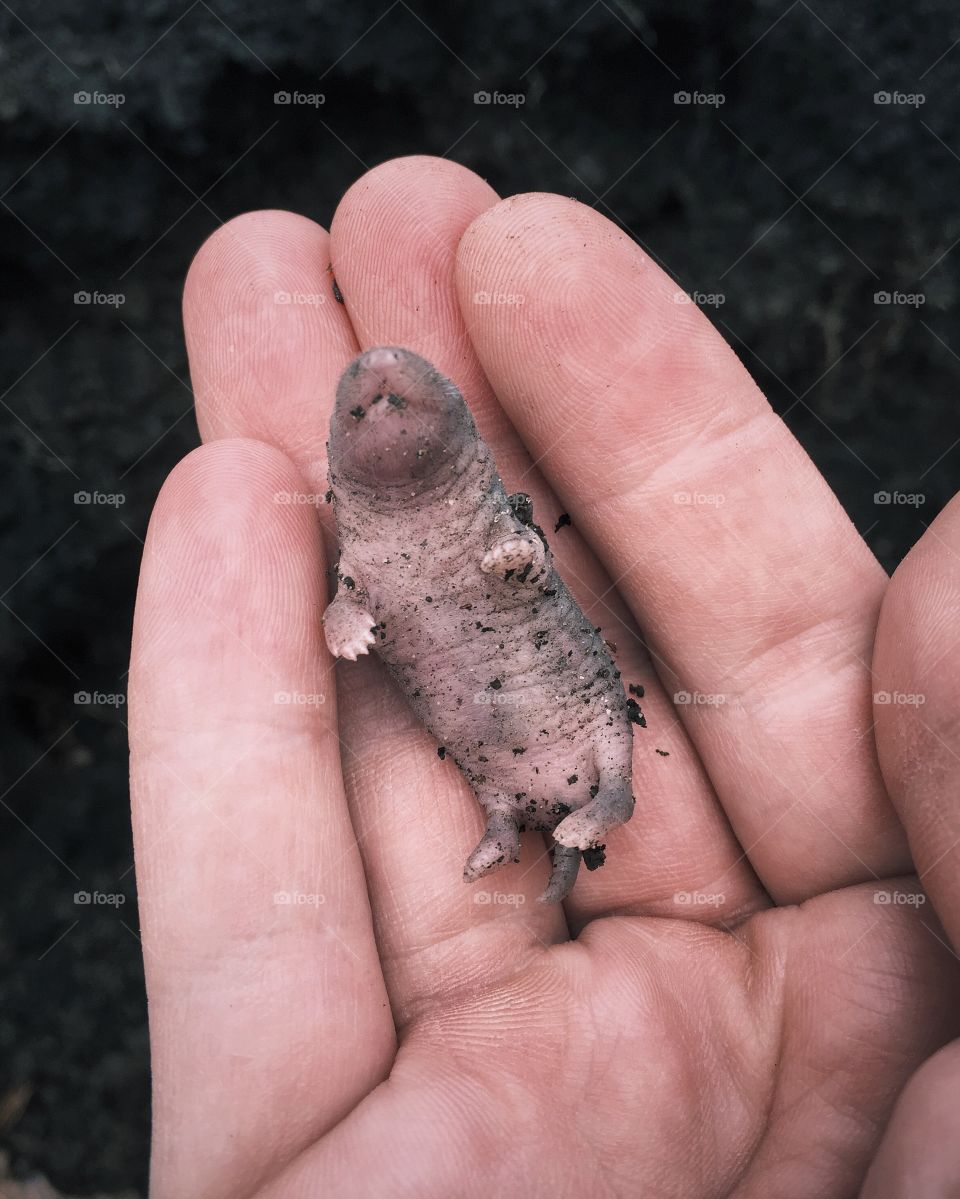 Holding a baby mouse