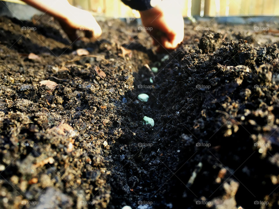 Closeup of young sisters planting green peas in the fertile soil of a raised bed garden for a spring crop. 