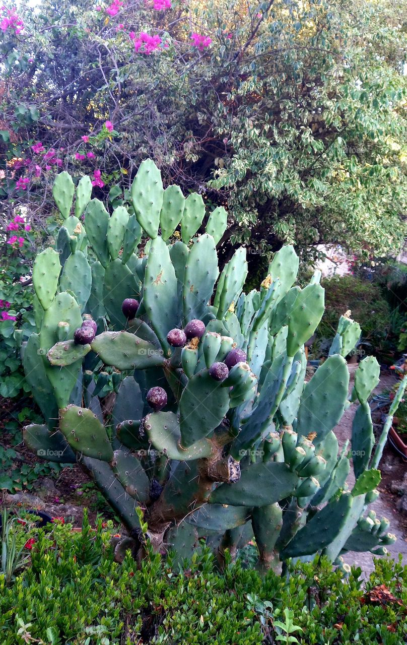 flowers and plants