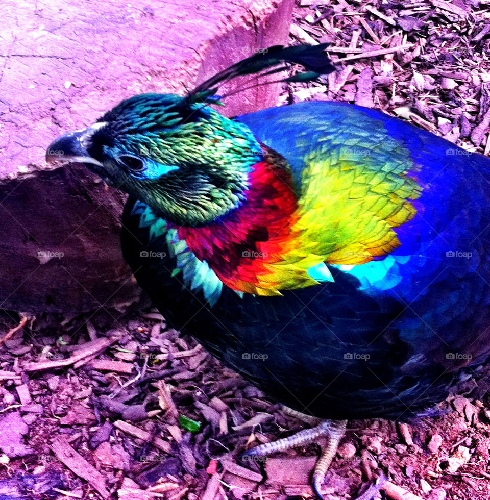 Rainbow coloured exotic bird