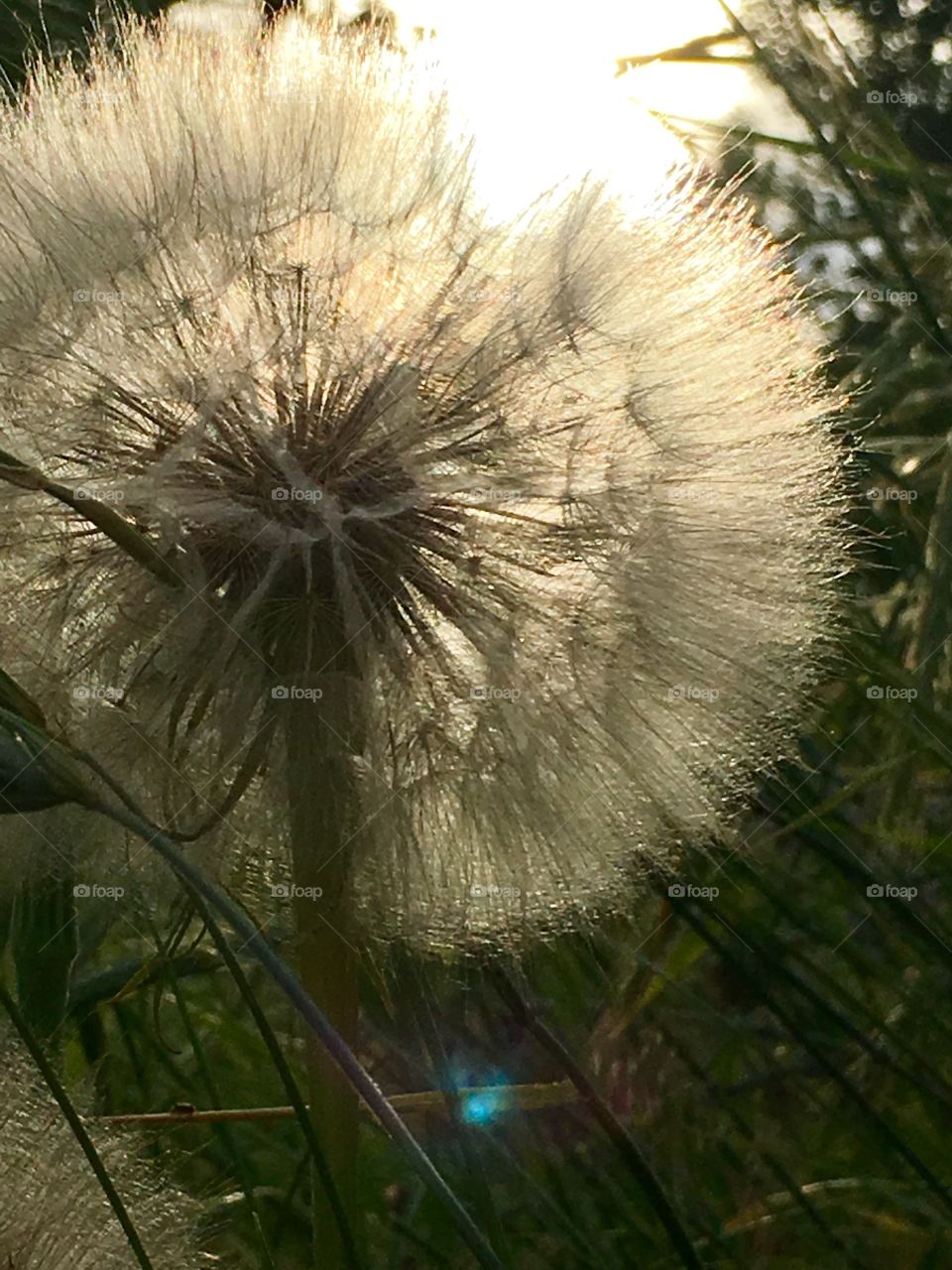 Wish. See through. Sunlight. Starlight. Dandelions. Weed.