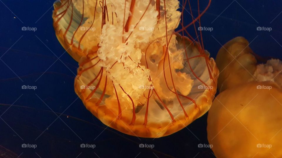 jellyfish frills and tails