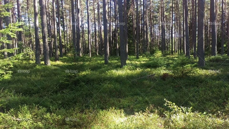 Kolmården, nature, trees, Sweden