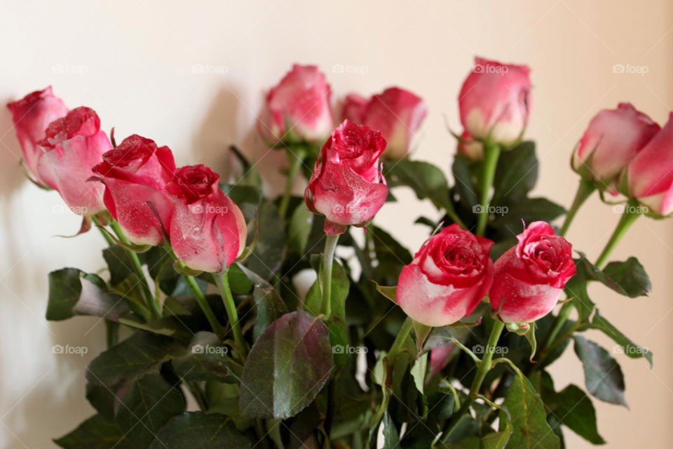 flowers pink white roses by kandovit