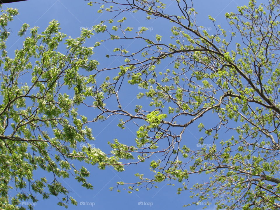 Two branches with a fish eye lens Fairhope Alabama 