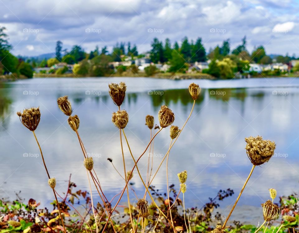 Yellowing hog weed and drying berries under heavy clouds in an autumn scene 