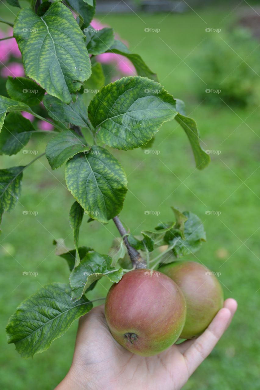 My garden apples in Estonia