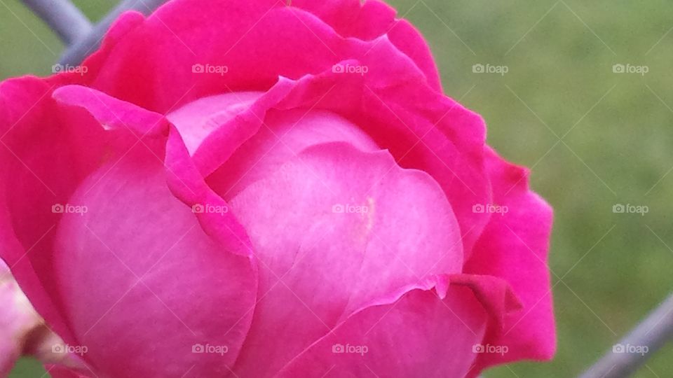 Flower, Nature, Rose, No Person, Romance