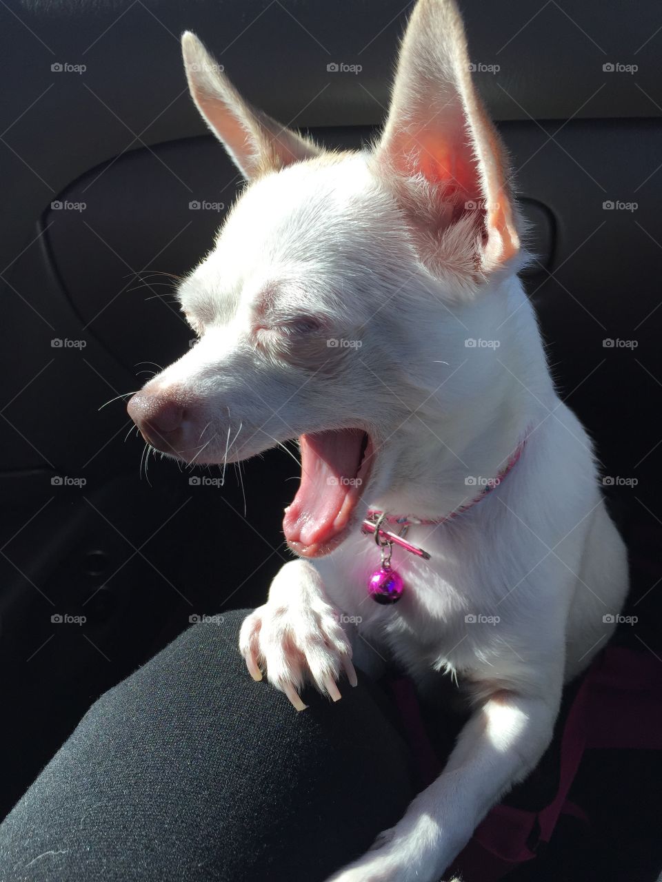 Laughing chihuahua 