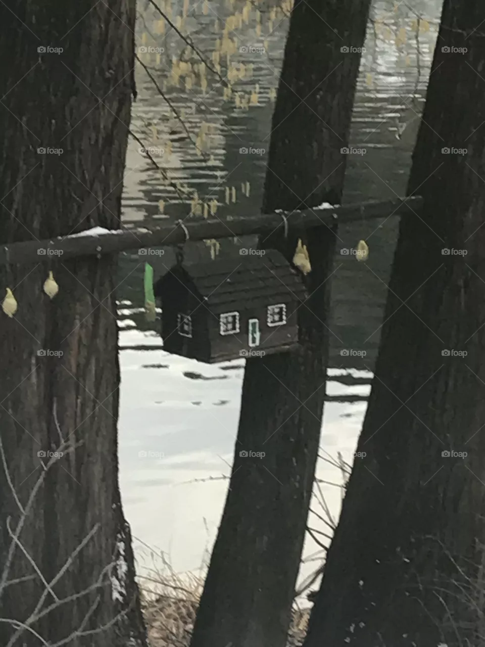 Bird