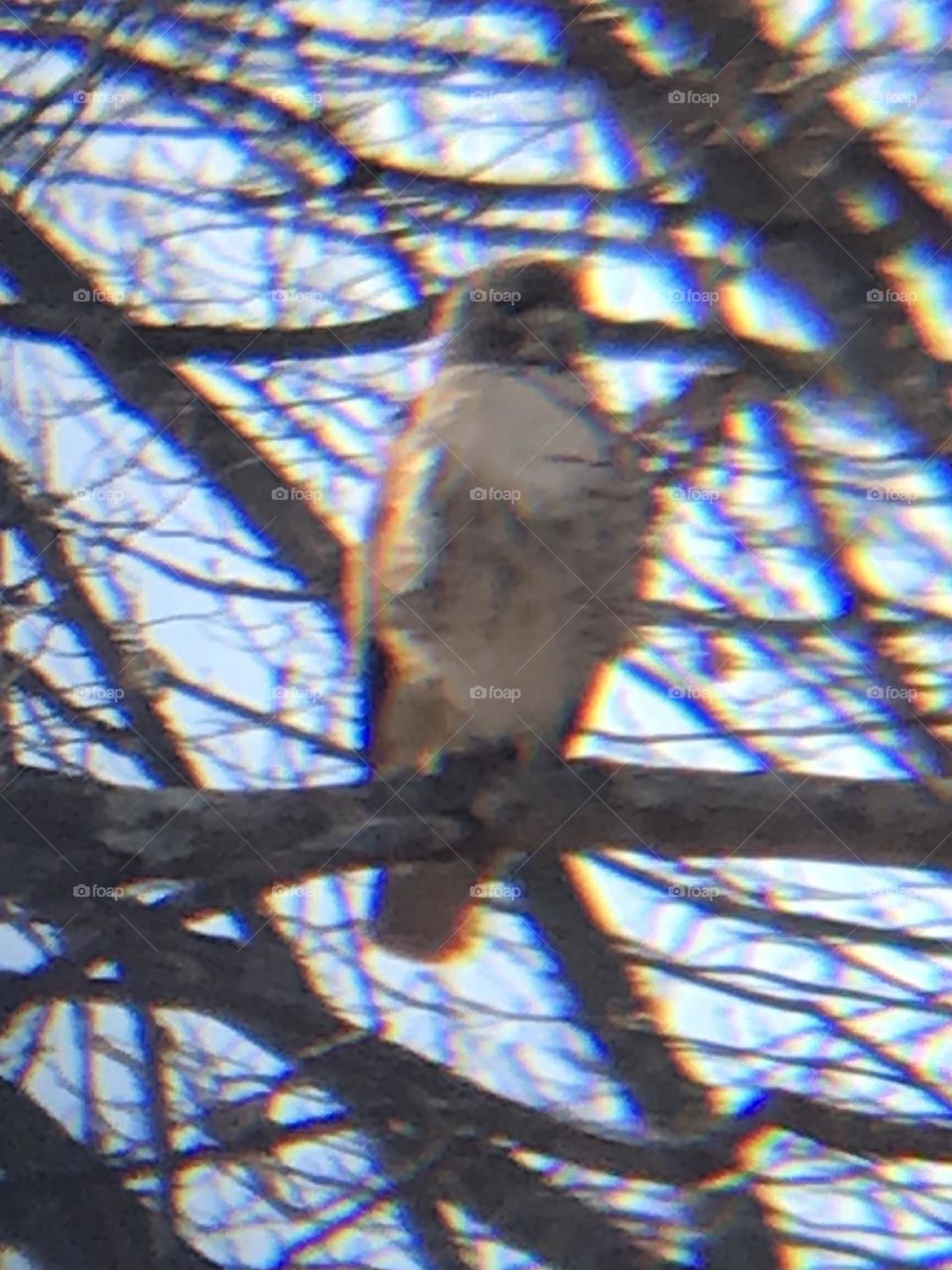 Red-tailed hawk