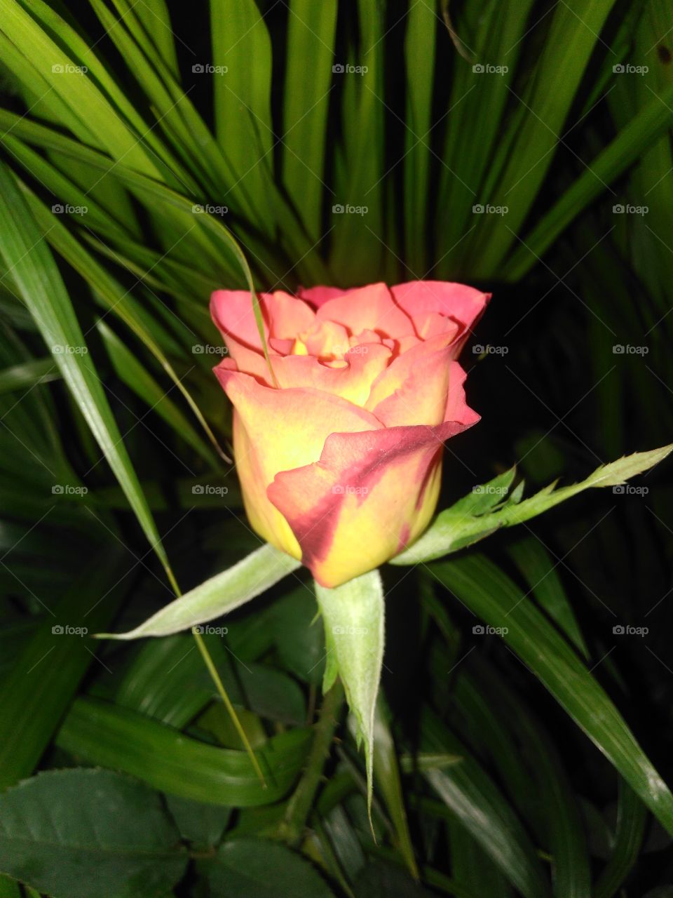 reddish yellow Rose
