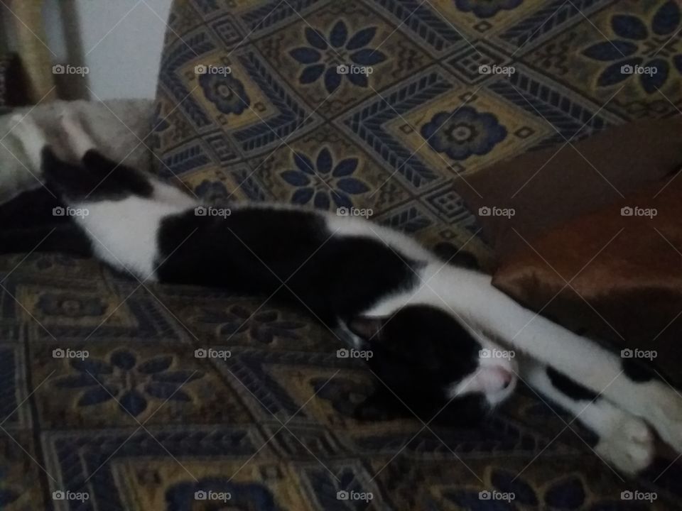 Cat relax