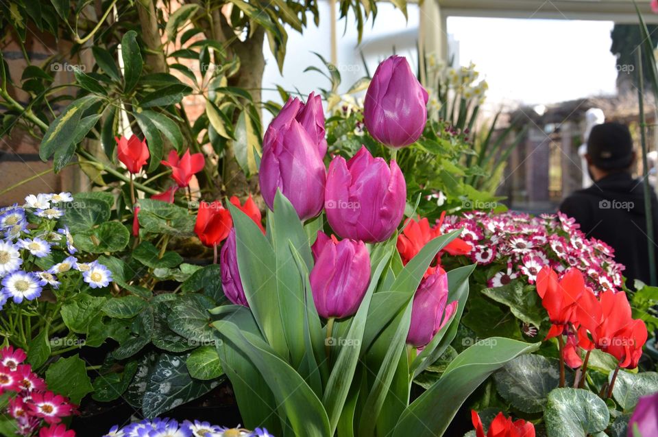 Colorful flowers in greenhouse 