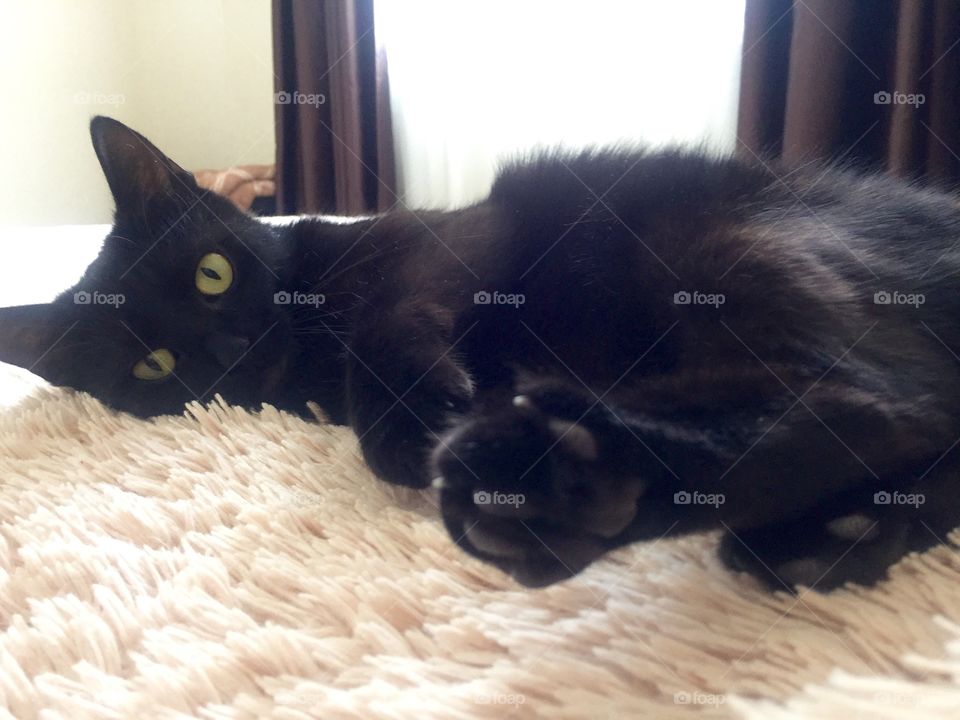 Black cat lying on a bed