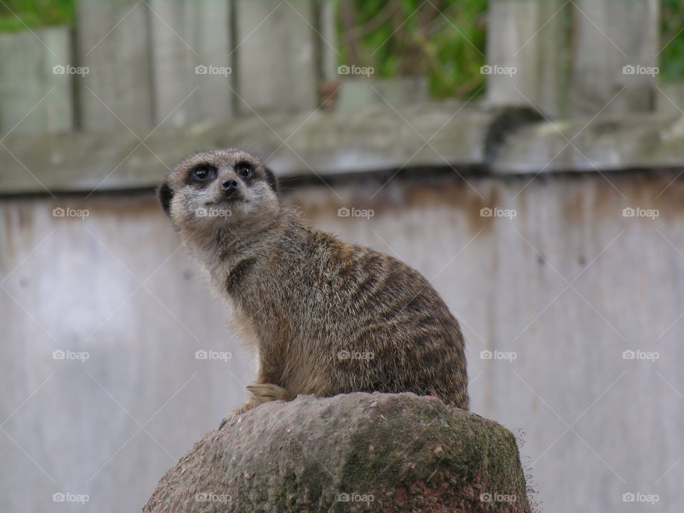 cute zoo cuddly meerkat by snappychappie