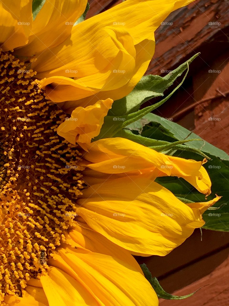 Sunflower beauty