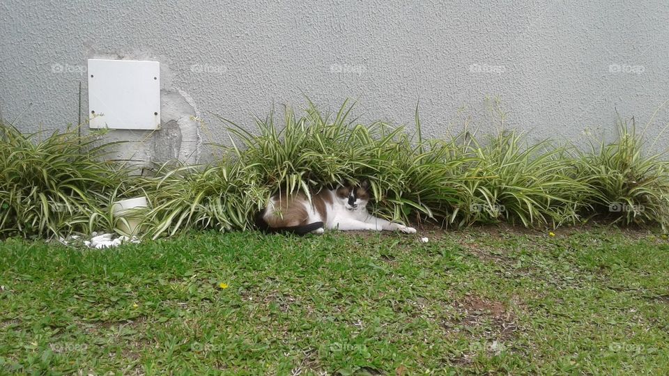 Brown and white cat lying in the garden