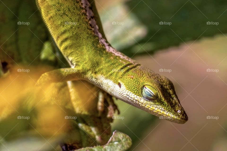 FINALLY, little critters are easing out of winter hiding to close their eyes and smile while basking in the warmth of the sun. Carolina Anole (Anolis carolinensis), Raleigh, North Carolina.