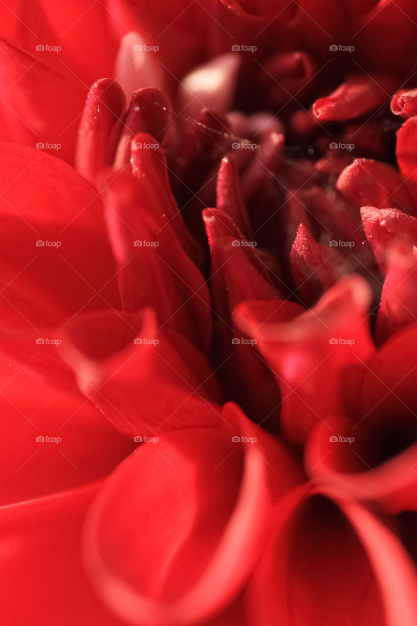 Macro shot of a beautiful flower