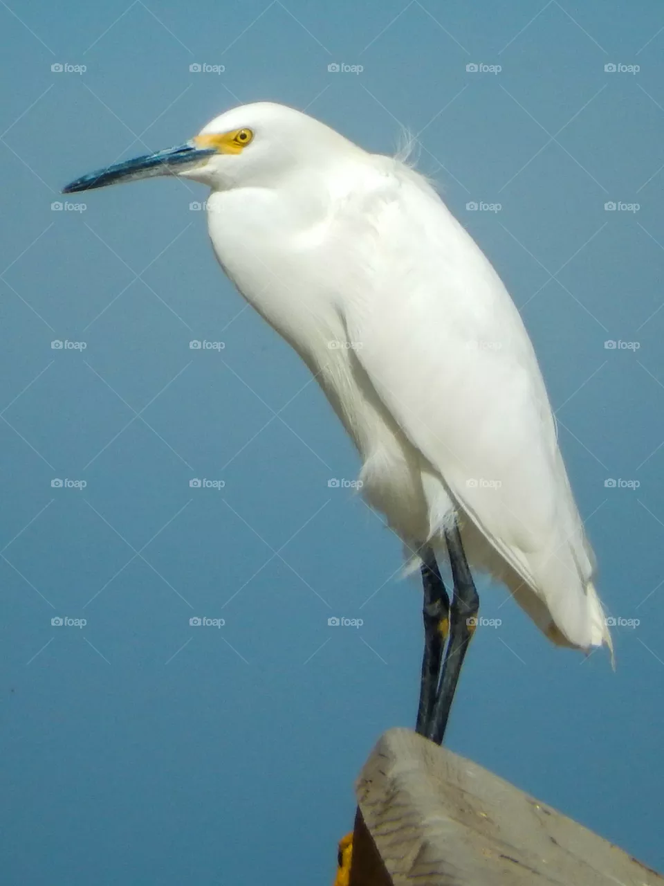 Snowy Egret