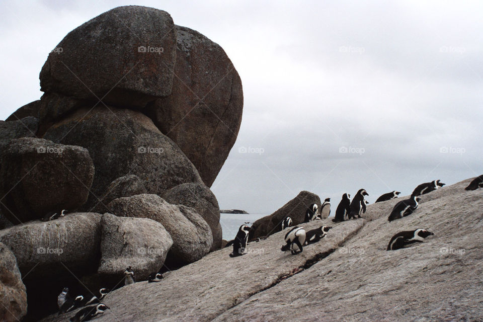 ocean cape boulder penguins by einsof1