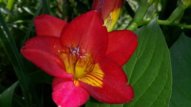 my Freesias my fav.2014