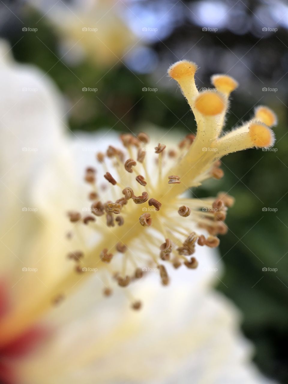 Foap Mission The World of Macro Photography!   Macro shot of the Stamen and Pistil of a Flower!