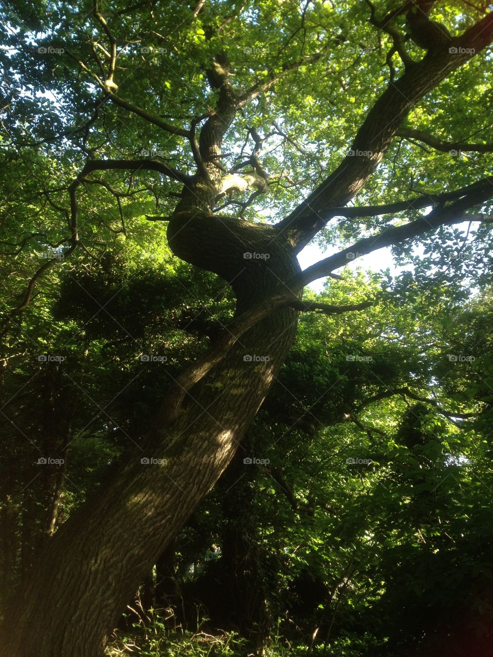 Old oak tree