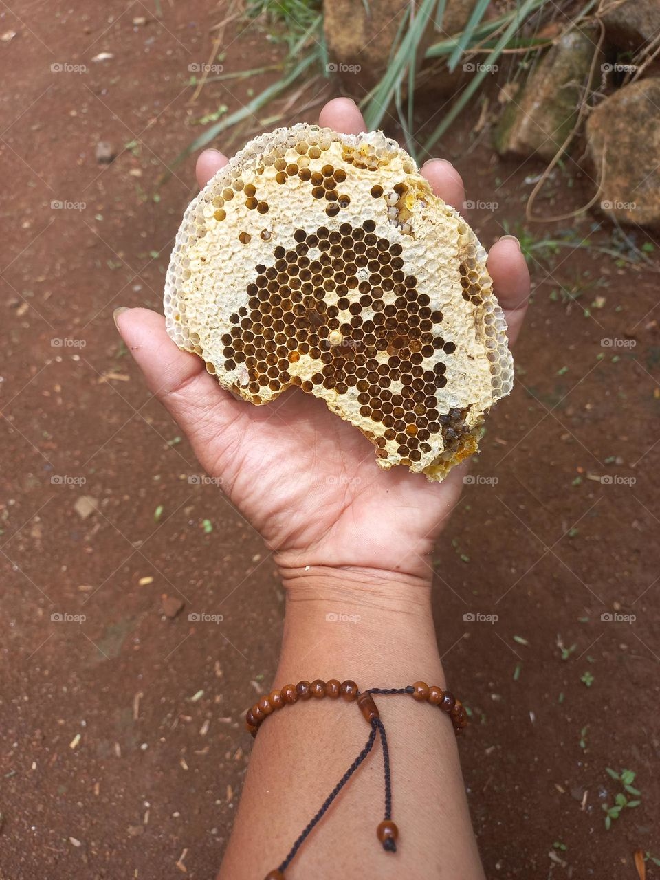 Wasp nest in the palm of the hand