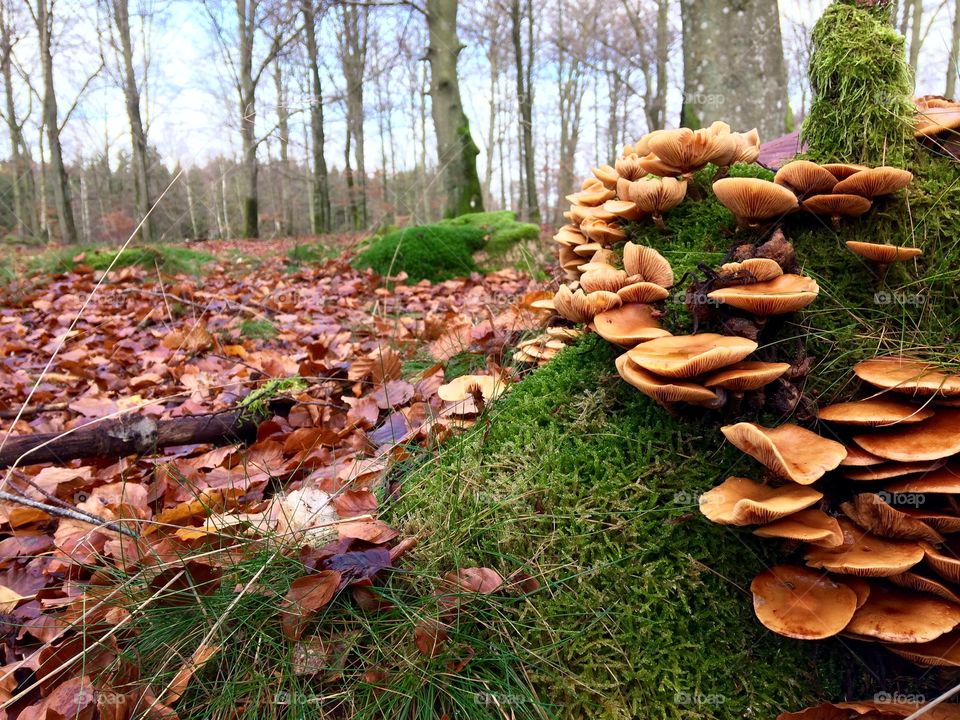 Fall, Wood, Fungus, Nature, Tree