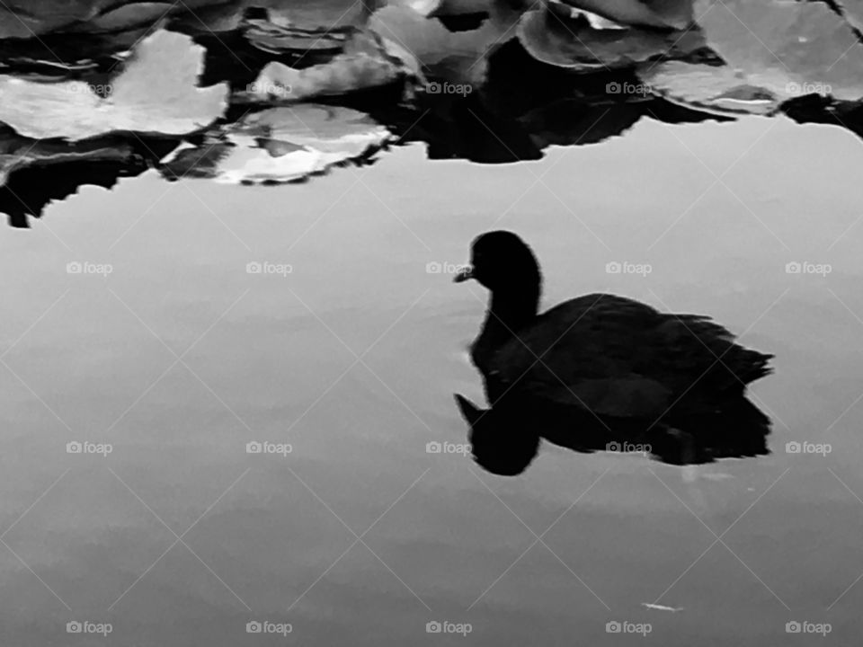 A bird on the water. Monochrome image