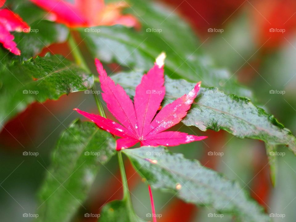colorful of nature red leaf