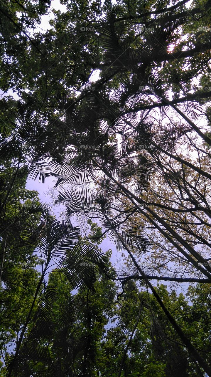 Anawangin, Philippines - island trees