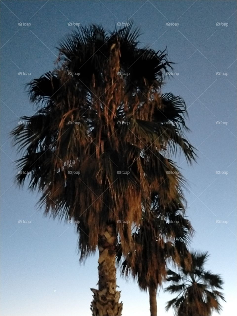 palmera