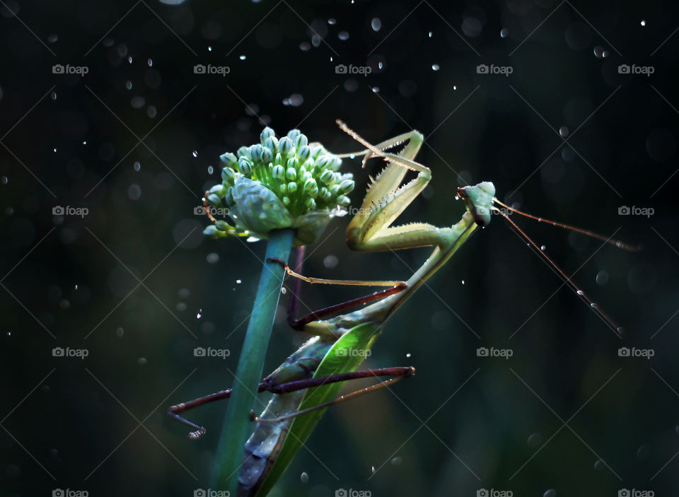 summer refreshing rain for praying mantis
