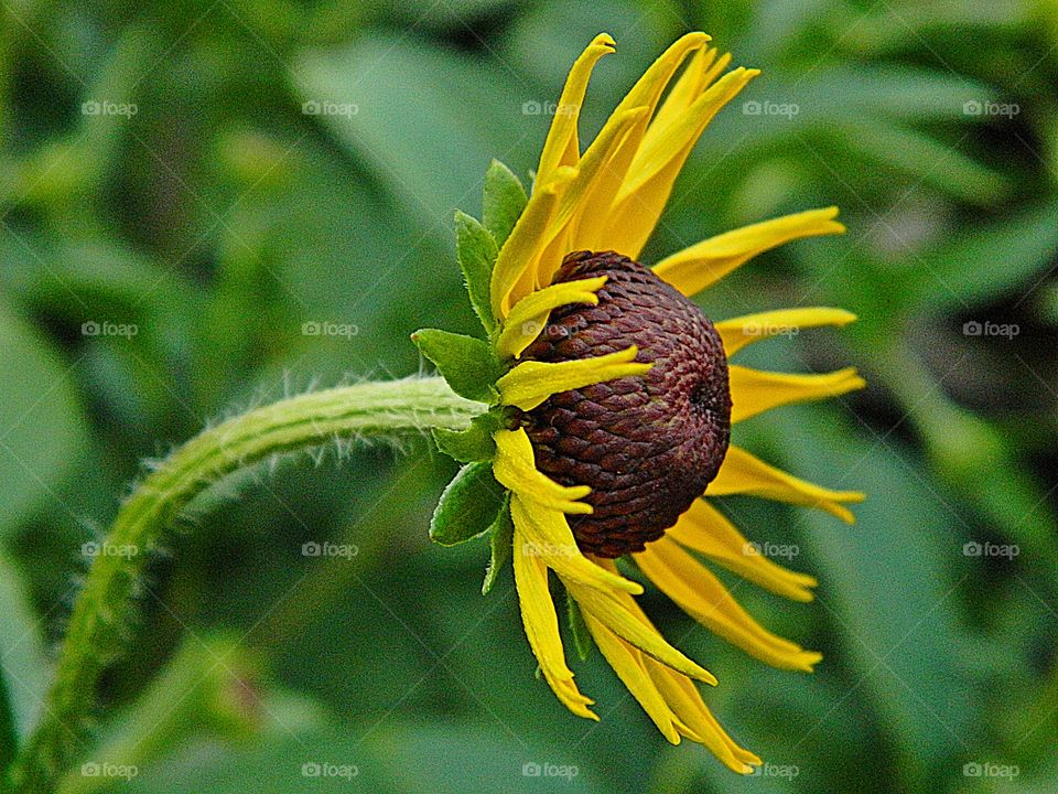 The glorious Nature - Black-eyed Susan flower