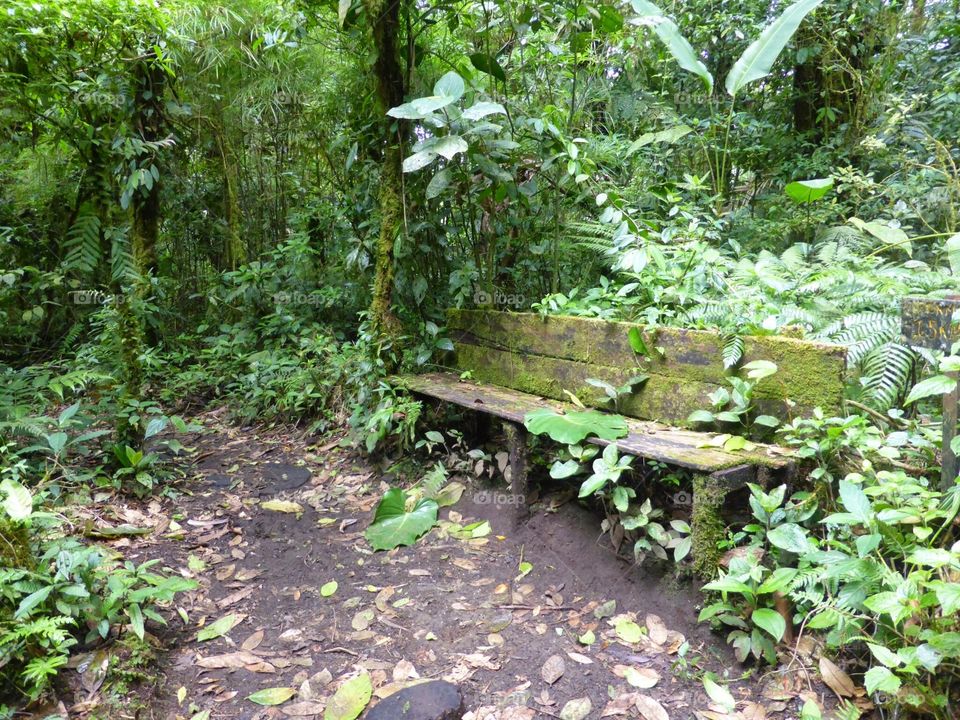 Bench in Rainforest