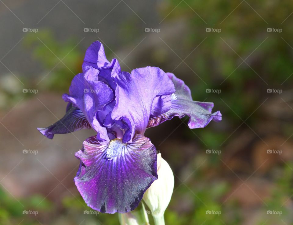 purple flower in a garden