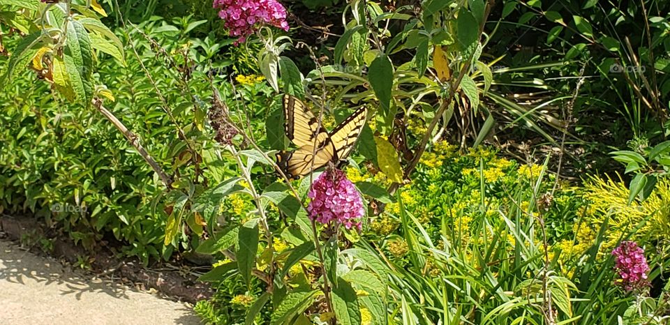Love my butterfly garden!!!  So many different butterflies and hummingbirds!! The multitude of color is fabulous in the summer!!!