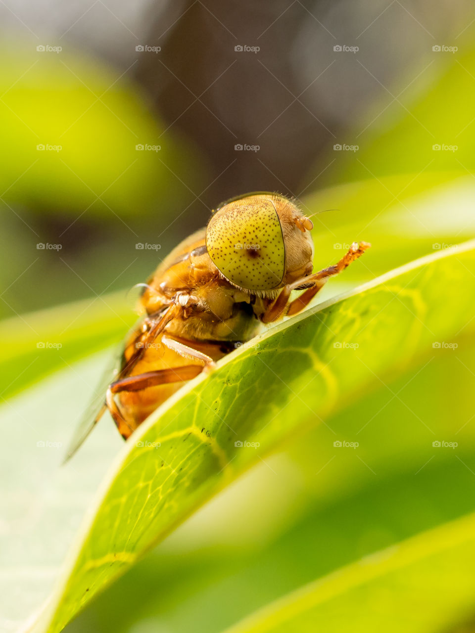 Beautiful Hoverfly