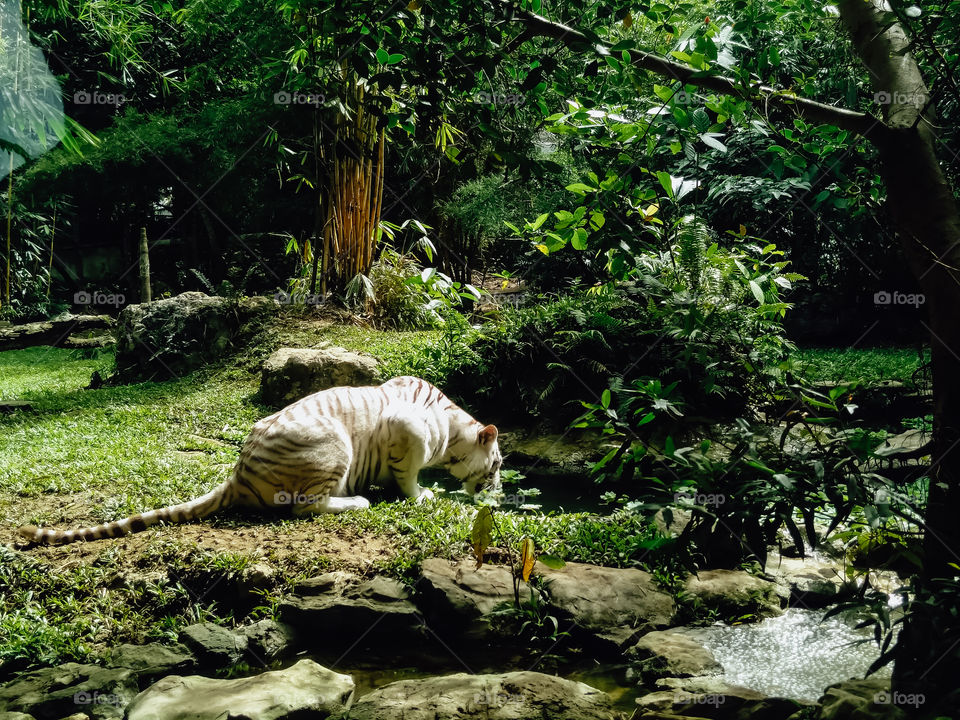 A beautiful white tiger drinking water from a pond.