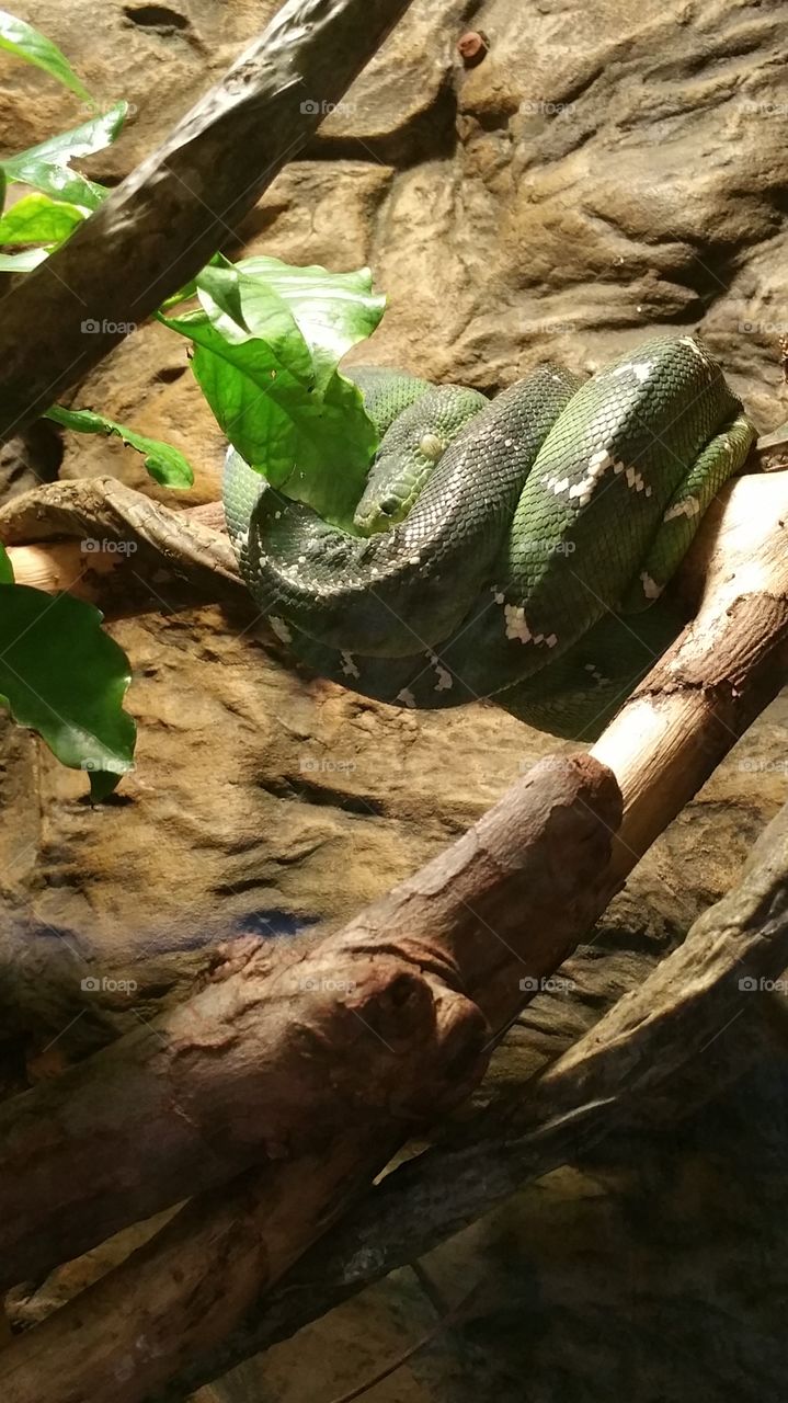 mean green. mean looking green snake
