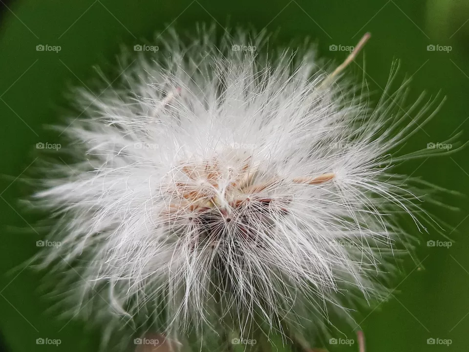 seeds