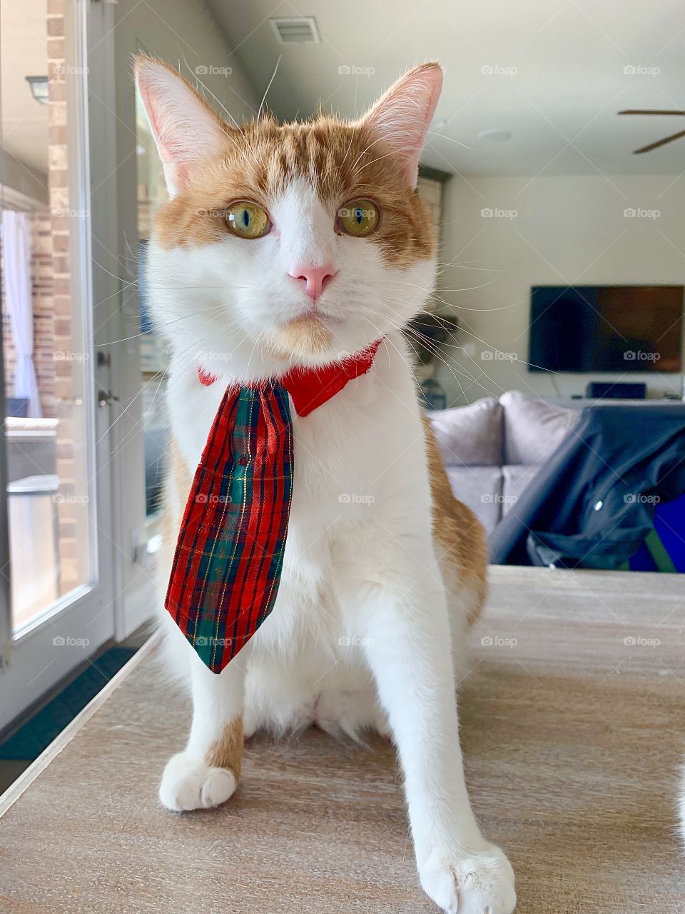 Orange and white cat wearing a tie and looking super cute. 