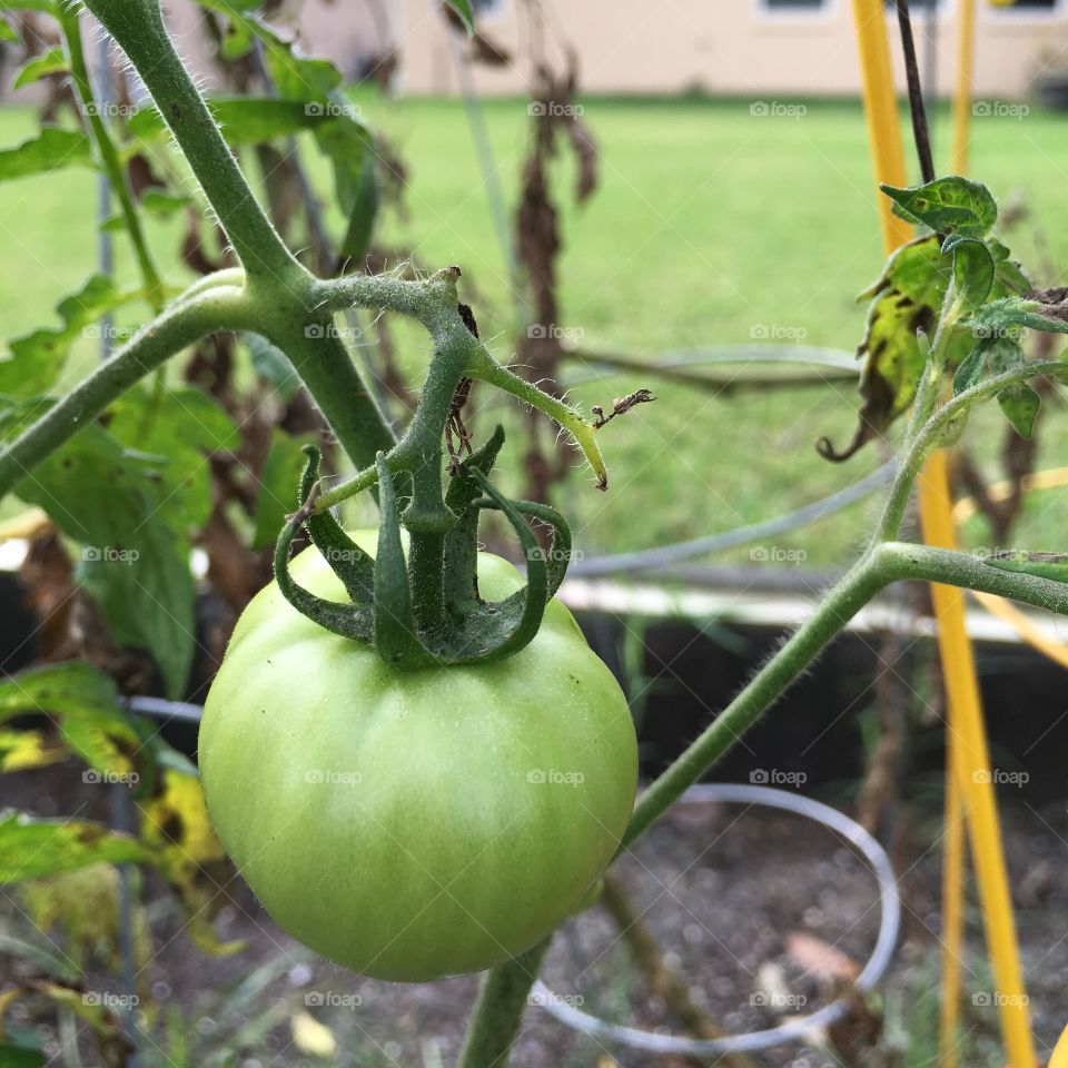 Close-up of green tomatos